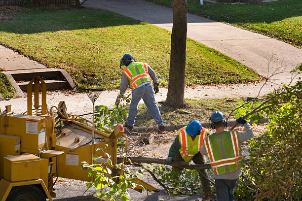 Leaf Removal in Magalia, CA